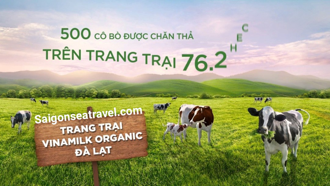 Nông trại bò sữa đà lạt - saigonseatravel.com